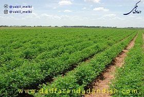 قانون حاکم در زمان وقوع تغییر کاربری اراضی زراعی