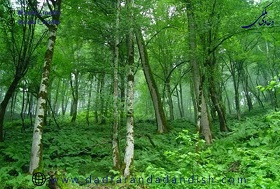 کمیسیون ماده (34) قانون حفاظت وبهره برداری از جنگلها و مراتع